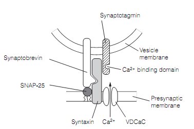 577_Biochemistry of exocytosis.png